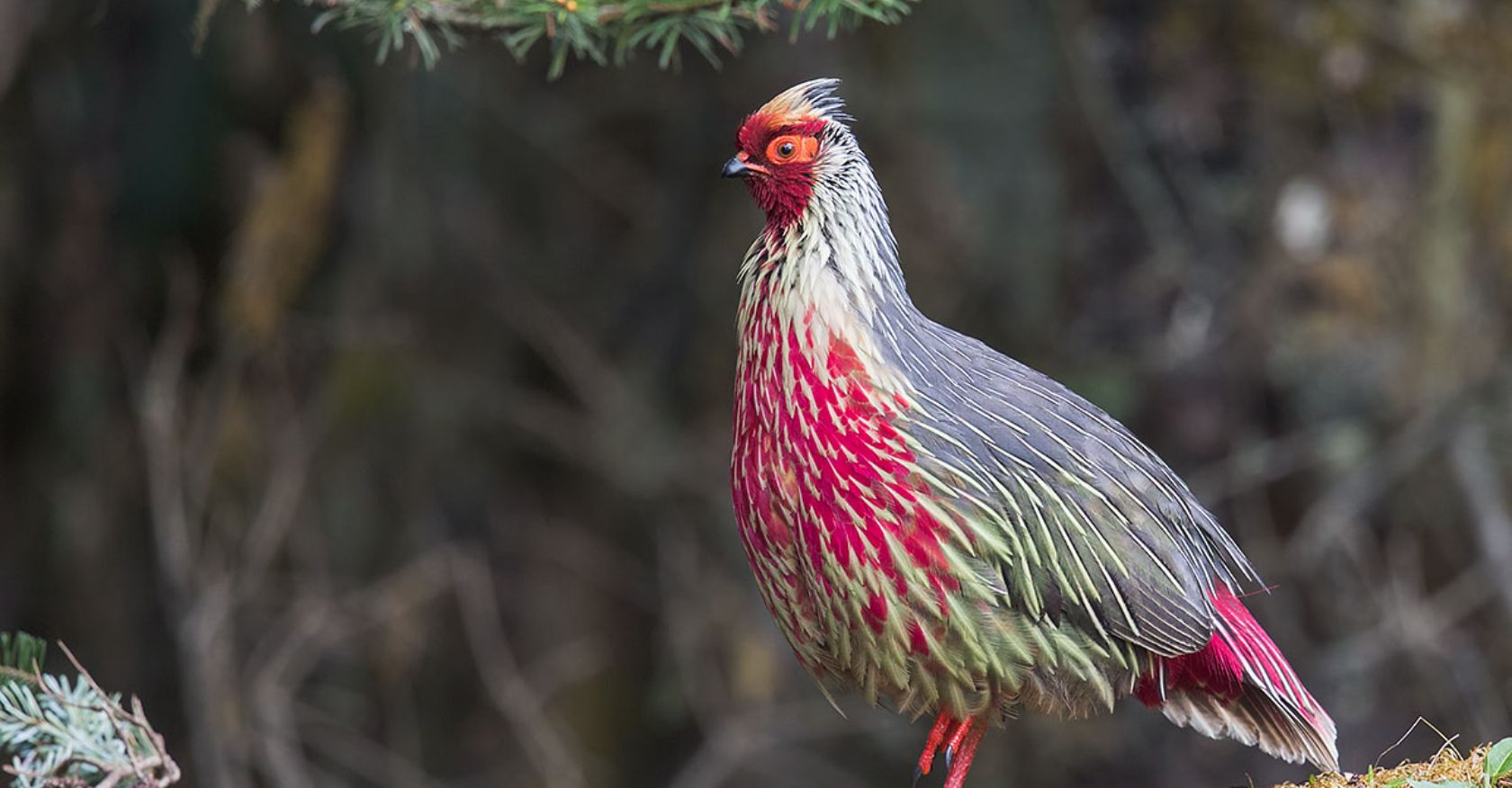 Unveiling the Mystery: Exploring the Blood Pheasant, a Himalayan Bird Wonder