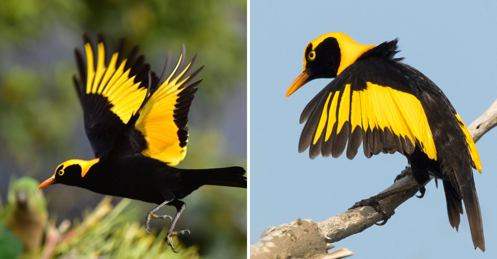 The beautiful The Regent Bowerbird stands out with its shiny black and gold feathers (Video)