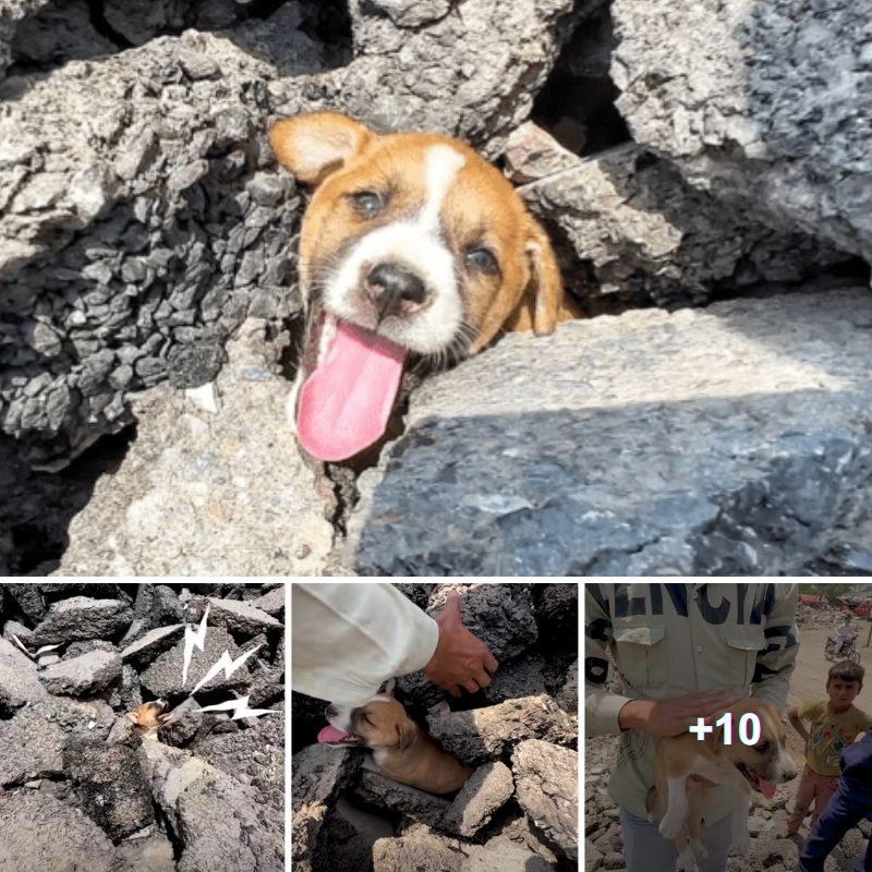 A Small, Agonized Dog Screaming for Help Amidst the Rubble, Pleading for Assistance